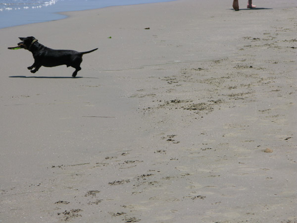 Stout wowing the beach goers in Santa Barbara