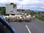 Typical driving obstacle in the west of Ireland.