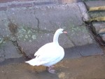 DSC01239
