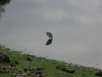 IMG 0663