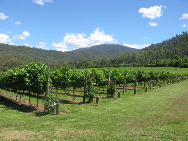 The vineyard view at Sweetwater Brewery