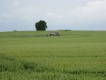 IMG 1125