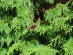 DSC04231