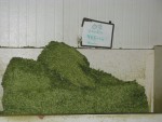 IMG 0237