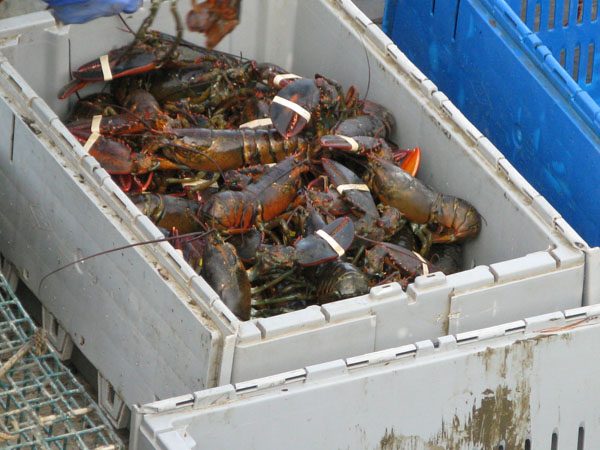 The lobster haul in Belfast
