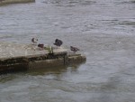 DSC05421
