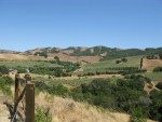 Olive Orchard outside of Fairfax
